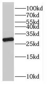 OVOL1 Rabbit Polyclonal Antibody
