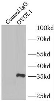 OVOL1 Rabbit Polyclonal Antibody