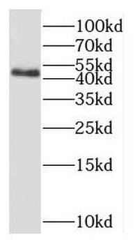 OXSM Antibody