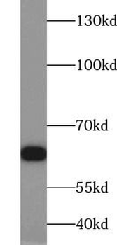 RELA Rabbit Polyclonal Antibody