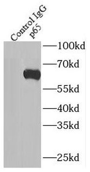 RELA Rabbit Polyclonal Antibody