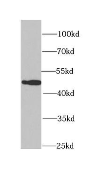 PA2G4 Antibody