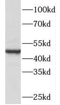 PA2G4 Antibody