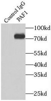 PAF1 Antibody