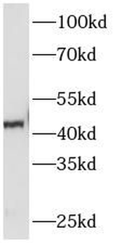 SERPINE1 Rabbit Polyclonal Antibody