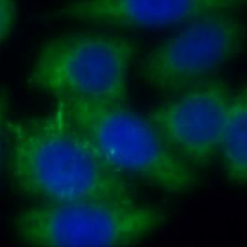 PARD3 Antibody