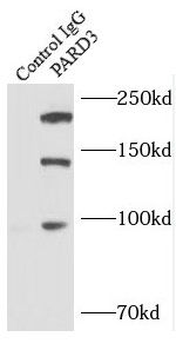 PARD3 Antibody