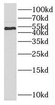 PARD6B Rabbit Polyclonal Antibody