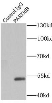 PARD6B Rabbit Polyclonal Antibody