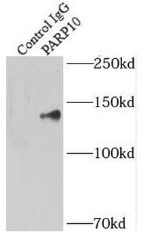PARP10 Rabbit Polyclonal Antibody