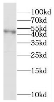 PARVA Rabbit Polyclonal Antibody
