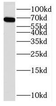 PXN Antibody