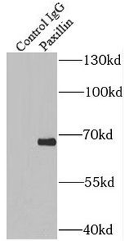 PXN Antibody