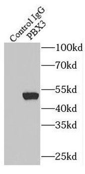 PBX3 Rabbit Polyclonal Antibody