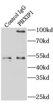 PBXIP1 Rabbit Polyclonal Antibody