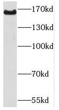 PCDH9 Rabbit Polyclonal Antibody