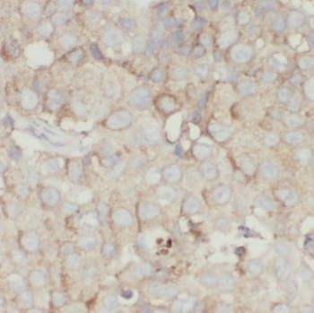 PCDHGC3 Rabbit Polyclonal Antibody
