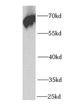 PCK1 Antibody