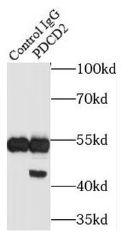 PDCD2 Rabbit Polyclonal Antibody