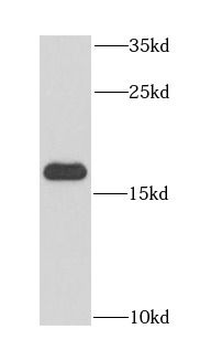 PDCD6 Antibody