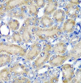 PDCD6 Antibody
