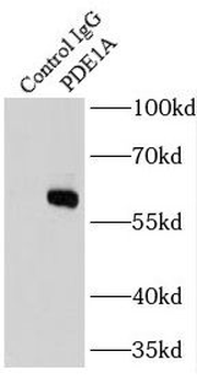 PDE1A Rabbit Polyclonal Antibody