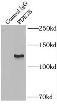 PDE3B Rabbit Polyclonal Antibody