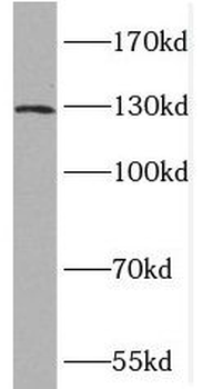 PDE4A Rabbit Polyclonal Antibody
