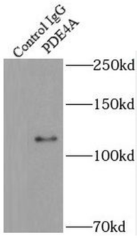 PDE4A Rabbit Polyclonal Antibody