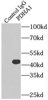 PDHA1 Rabbit Polyclonal Antibody