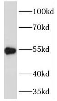 PDHX Antibody