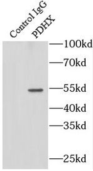 PDHX Antibody