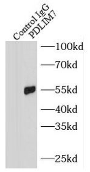 PDLIM7 Rabbit Polyclonal Antibody