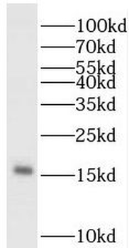 PDRG1 Rabbit Polyclonal Antibody