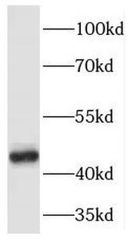PELI1 Rabbit Polyclonal Antibody