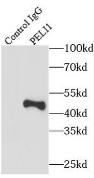 PELI1 Rabbit Polyclonal Antibody