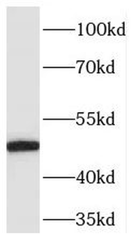 PELI2 Rabbit Polyclonal Antibody