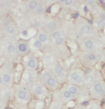 PRDX2 Antibody