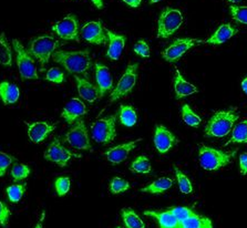 PRDX3 Rabbit Polyclonal Antibody