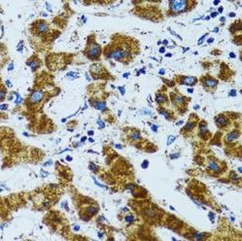 PRDX3 Rabbit Polyclonal Antibody