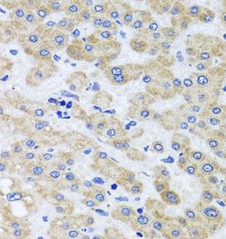 PEX3 Rabbit Polyclonal Antibody