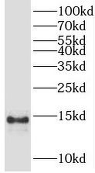 PFDN1 Antibody