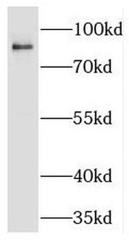 PGBD1 Rabbit Polyclonal Antibody