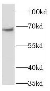 PGBD3 Rabbit Polyclonal Antibody