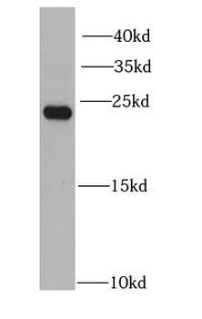 PGRMC1 Rabbit Polyclonal Antibody