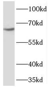 SLCO2A1 Rabbit Polyclonal Antibody