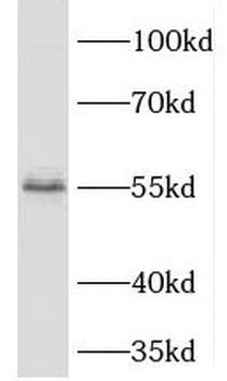 PHAX Rabbit Polyclonal Antibody