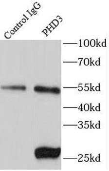 EGLN3 Rabbit Polyclonal Antibody