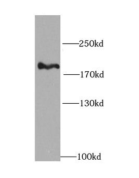 PIK3C2A Antibody
