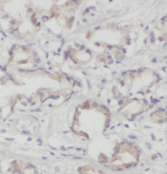 PITPNB Antibody